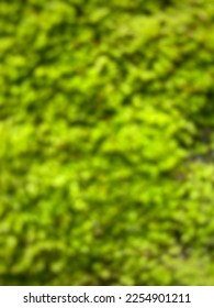 Blur photo of moss in the photo - Shutterstock ID 2254901211