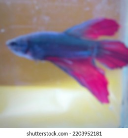 Blur Photo Of Purple Blue Betta Fish In Red Water