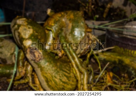 blur photo of root texture present in bonsai plants