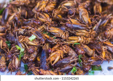 1,547 Laos insect Images, Stock Photos & Vectors | Shutterstock