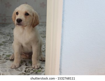 Blur, A Puppy Dog ​​breed, Labradorite, Creamy White, 2 Months Old. It Sits In Front Of The Bathroom Door. After Completing His Personal Business