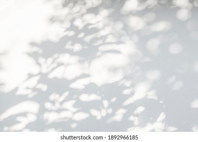 Blur Shadow And Light From Sunlight Of Natural Leaf Plant Tree Branch On White Wall. Nature Blurred Background. Leaves Shadow Overlay Effect  
