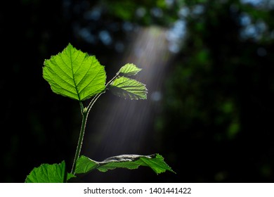 Blur with shallow depth of field. Green sprout of a young branch of a Bush of hazel illuminated by the sun with a visible spectrum of light. Unfiltered stream of sunlight.