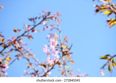 Blur short of Cherry blossom in springtime, beautiful pink flowers in northern , Thailand. - Shutterstock ID 272840345