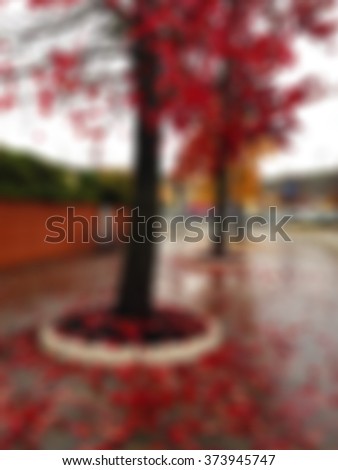 blur soft unfocused nature tree autumn red leaves 