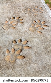 blur     in south africa  dirty footprint of wild animal marked the cement
