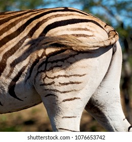 230 Zebra sex Stock Photos, Images & Photography | Shutterstock