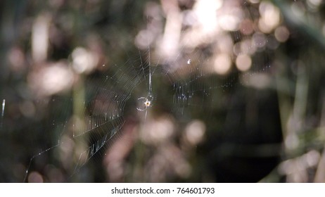 blur spider web background