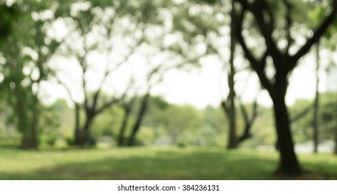 blur tree in park