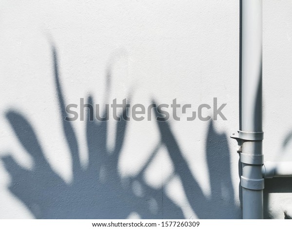 blur tropical\
leaf shadow on white cement\
wall