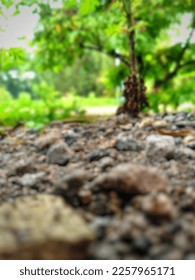 Blur view of background of rocks and starfruit trees in the morning - Shutterstock ID 2257965171