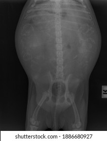 Blur X Ray Vision Cause Obesity Pitbull Female Dog , Front View