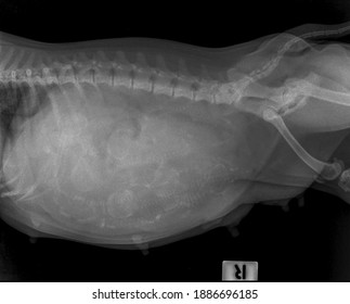 Blur X Ray Vision Obesity Pregnant Pitbull , Side View  