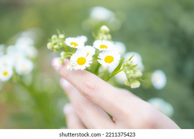 Blur,close-up of beautiful delicate hands of a girl with daisies flower in their hands.Women's hands touching and enjoying beauty white dasies flower.Beauty daisies in the female hands. - Powered by Shutterstock