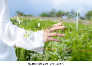 Blur,close-up of female hand touching white daisies flower on background with daisies and green leaves in the garden.Women's hand touching and enjoying beauty white dasies flower. Nature flower. - Powered by Shutterstock