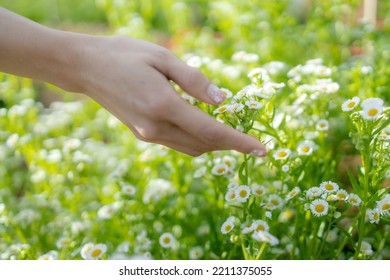 Blur,close-up of female hand touching white daisies flower on background with daisies and green leaves in the garden.Women's hand touching and enjoying beauty white dasies flower. Nature flower. - Powered by Shutterstock