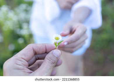 Blur,close-up,man's hand gives the daisy to the women's hand. Man's hand holding beautiful of fresh daisy flower and gives into a woman's hand.Two hands of the lovers that pass a flower to each other. - Powered by Shutterstock