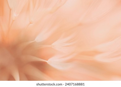 Blured abstract dandelion flower in trendy color -  peach fuzz color of the year 2024 Foto Stock