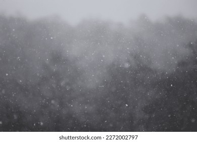 blured background of dark gloomy forest with dry trees in snowfall and blizzard