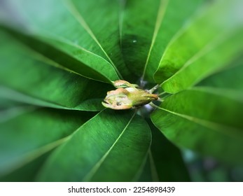 Blured image of a young green leaves of a longan tree - Shutterstock ID 2254898439