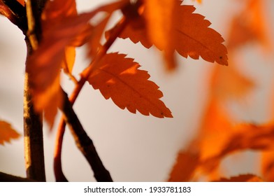 Blurred abstract background of autumn nature. Autumnal natural bokeh of red and orange leaves of rowan tree for backdrop.