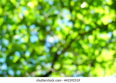 Blurred abstract background, Natural bokeh from leaf and tree