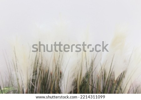 Blurred abstract background in off white and dark green from a defocused photo with space for runaround or wraparound text 