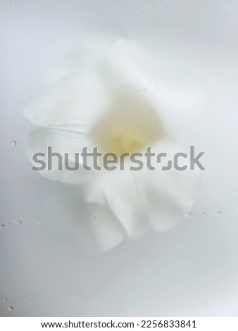 Blurred abstract floral background. White original closeup tulip in light background