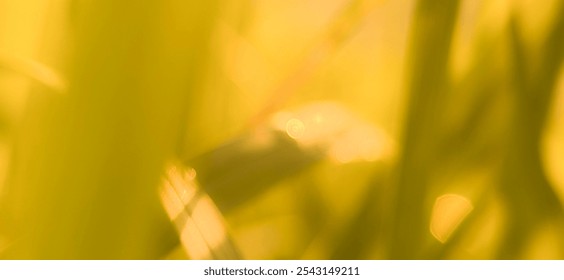 Blurred and abstract image of golden grass blades reflecting sunlight. Closeup green leaf background photo with soft bokeh effect. - Powered by Shutterstock