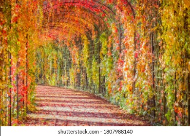 BLURRED Abstract MOSAIC Background. Autumn Red Leaves Backdrop. Huge Tunnel Wall Of Red Leaves On Virginia Creeper Vine Parthenoci. 