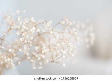 Blurred Baby Breaths In Soft White Background