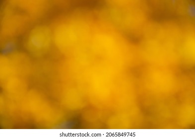 blurred background. autumn. autumn background. yellow leaves on trees. maple leaves in autumn. for collage design.