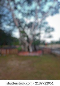 Blurred Background Of Big Tall Tree With Many Branches In The Garden