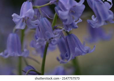 Blurred background. Bluebells close up, selective focus with blurred background. Selective focus of Spanish bluebell, Hyacinthoides hispanica, Endymion hispanicus or Scilla hispanica is a spring