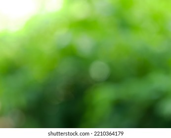 Blurred Background, Bokeh, Light Shining Through Trees