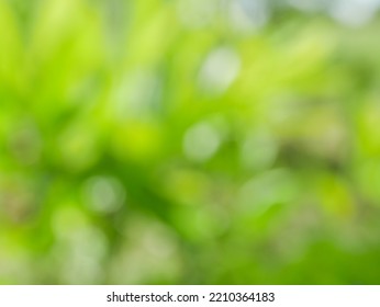 Blurred Background, Bokeh, Light Shining Through Trees