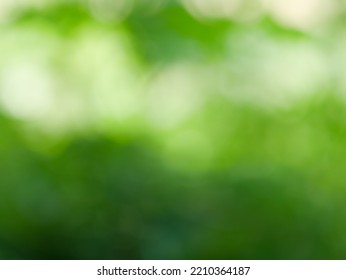 Blurred Background, Bokeh, Light Shining Through Trees