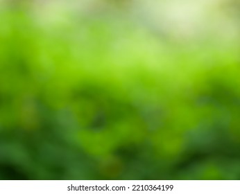 Blurred Background, Bokeh, Light Shining Through Trees