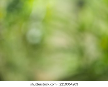 Blurred Background, Bokeh, Light Shining Through Trees