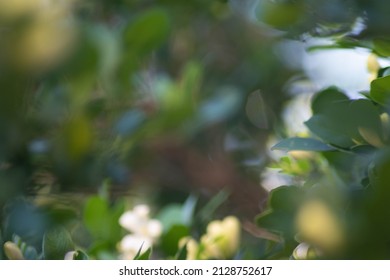 Blurred background of bokeh unfocused. Beautiful nature bokeh with vibrant colors: yellow, blue, brown, orange, pink, red, white, etc. For blurred backgrounds that allow text 