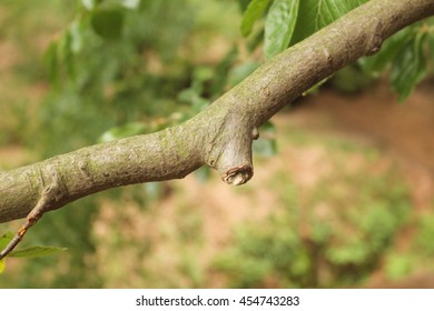 blurred background with branches in the foreground