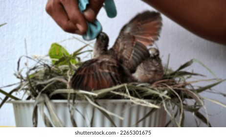 Blurred background feeding and drinking turtledove pigeon young baby bird. leisure activity at home take care of pet                              