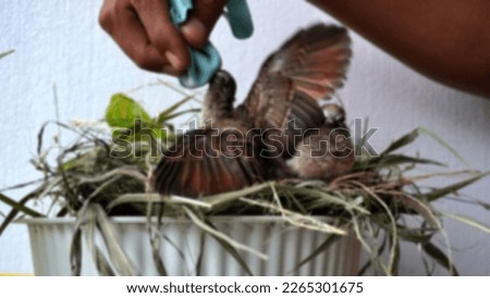 Blurred background feeding and drinking turtledove pigeon young baby bird. leisure activity at home take care of pet                              