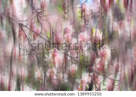 Similar – Image, Stock Photo Flower store (7) anemone