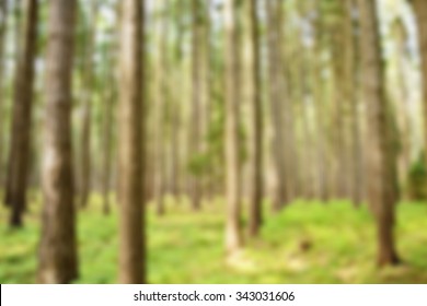 Blurred Background - Forest. 