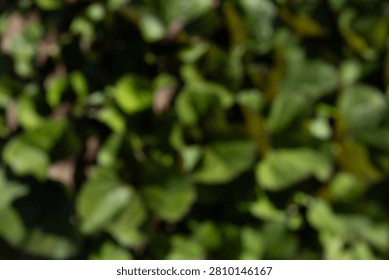 A blurred background of green leaves, creating a natural and vibrant atmosphere. The foliage appears lush and healthy, ideal for nature-themed projects.
