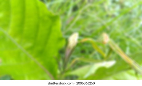 Blurred Background Of A Green Praying Mantis Camouflage Near A Popping Pod Plant