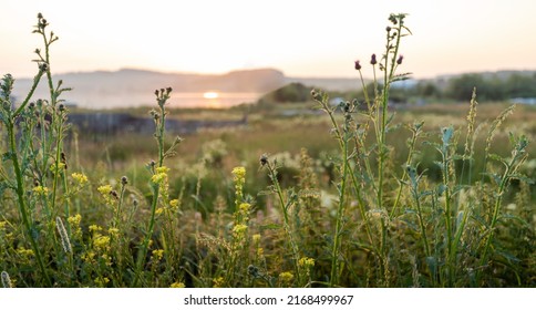 Blurred Background Image Of Beautiful Sunset In Nature Outside City. Waving Meadow Grass Close-up. Sunset Landscape. Staycation Or Unplugged Concept. Beauty In Nature. Local Travel. Soft Focus.