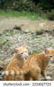 Blurred Background Orange Cat Playing Around The House