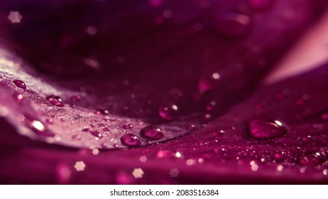 Blurred Background, Panoramic Photo. Water Drops Glisten On Rose Petals